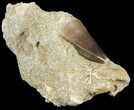 Mosasaur (Prognathodon) Tooth In Rock - Nice Tooth #60185-1